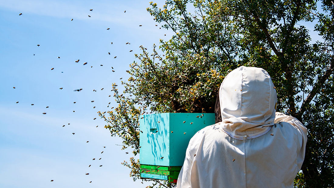 Options for Preventing Swarming: Splits And The Demaree Method – The ...