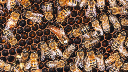 How To Make A Queen Bee Honey Bee Raising Queens Queenright Queenless Starter Finisher Grafting