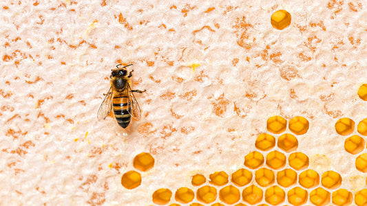 The Keeper's Hive One Queen Keeper Honeybee Honey Brood Chamber Nuc Box Super