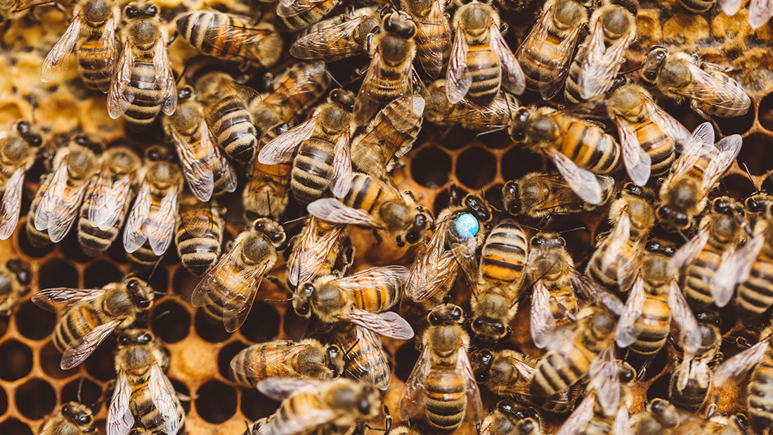 Single Brood Chamber Beehive Varroa Mites Overwintering Pests SHB Small Hive Beetles Beehive Demaree